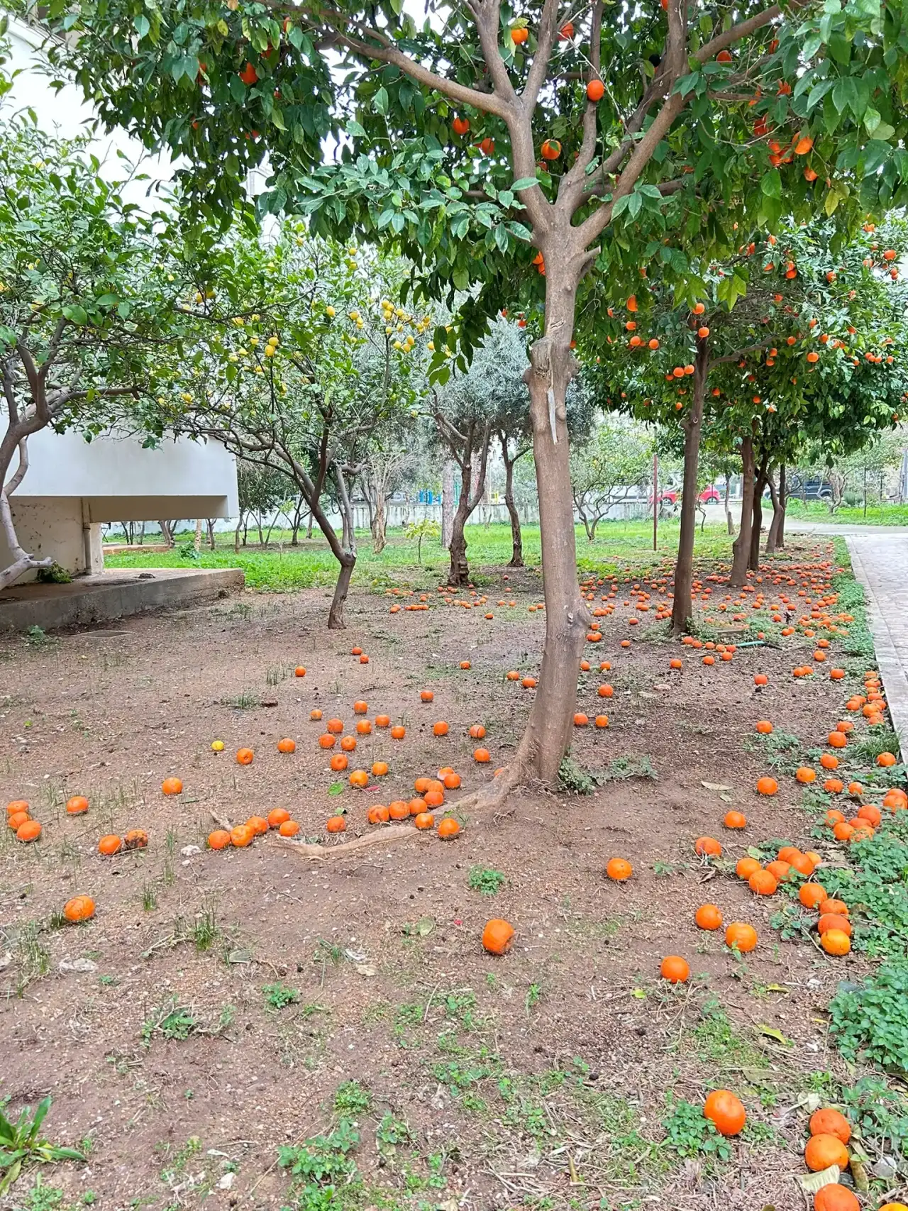 Antalya’nın Simgesi Turunçlar Dallardan Yere Düştü! 6